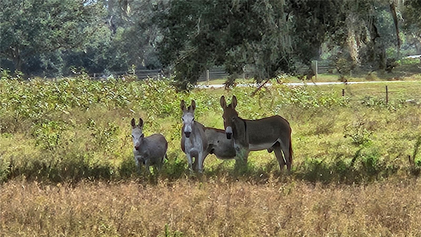 ACREAGE - Residential