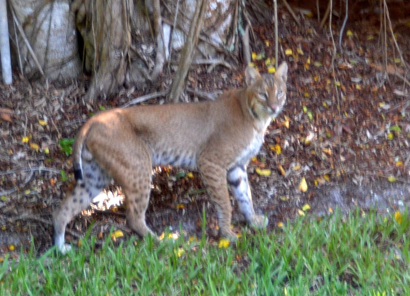 ACREAGE - Residential