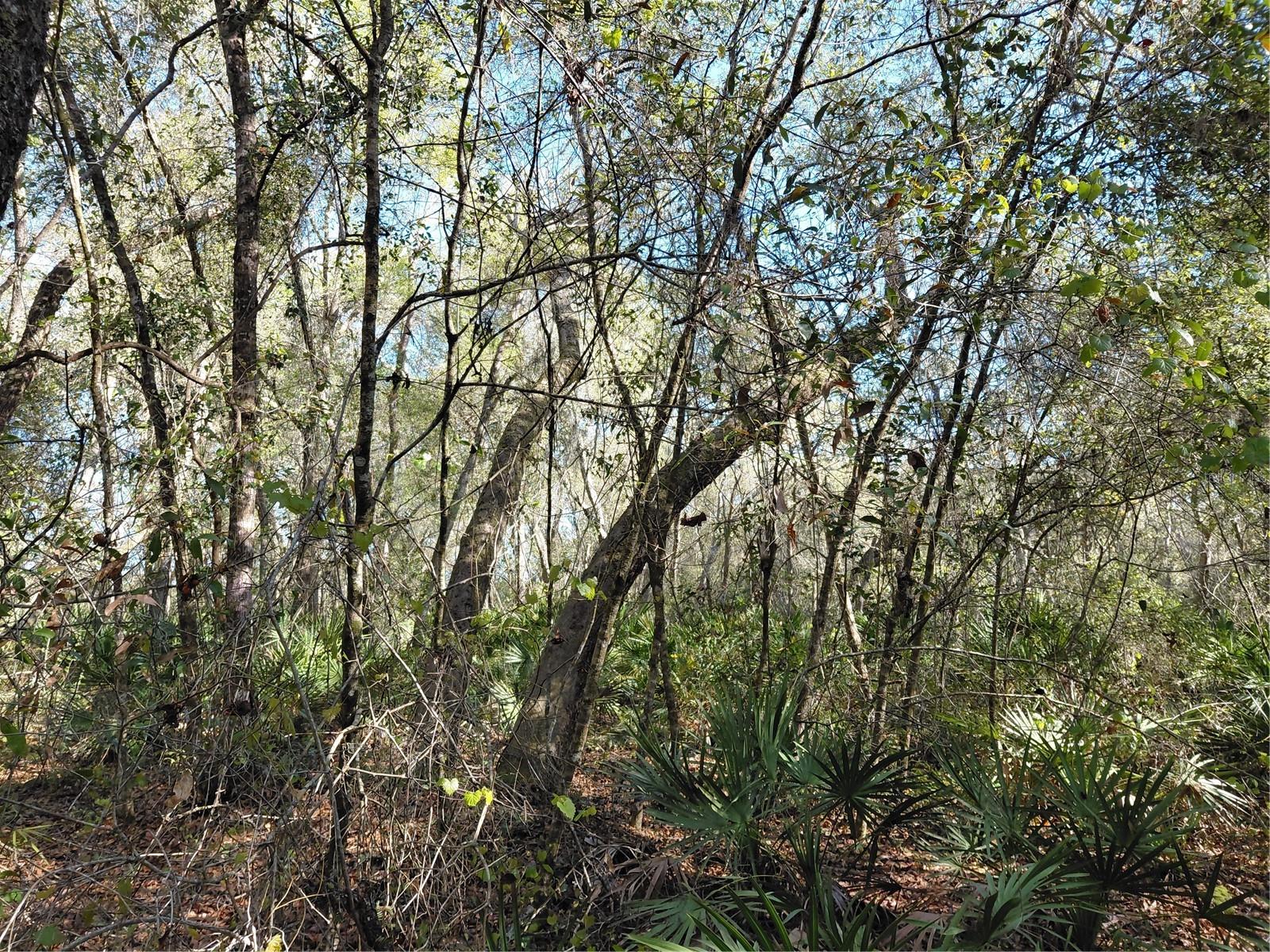 RIDGE MANOR ESTATE - Land