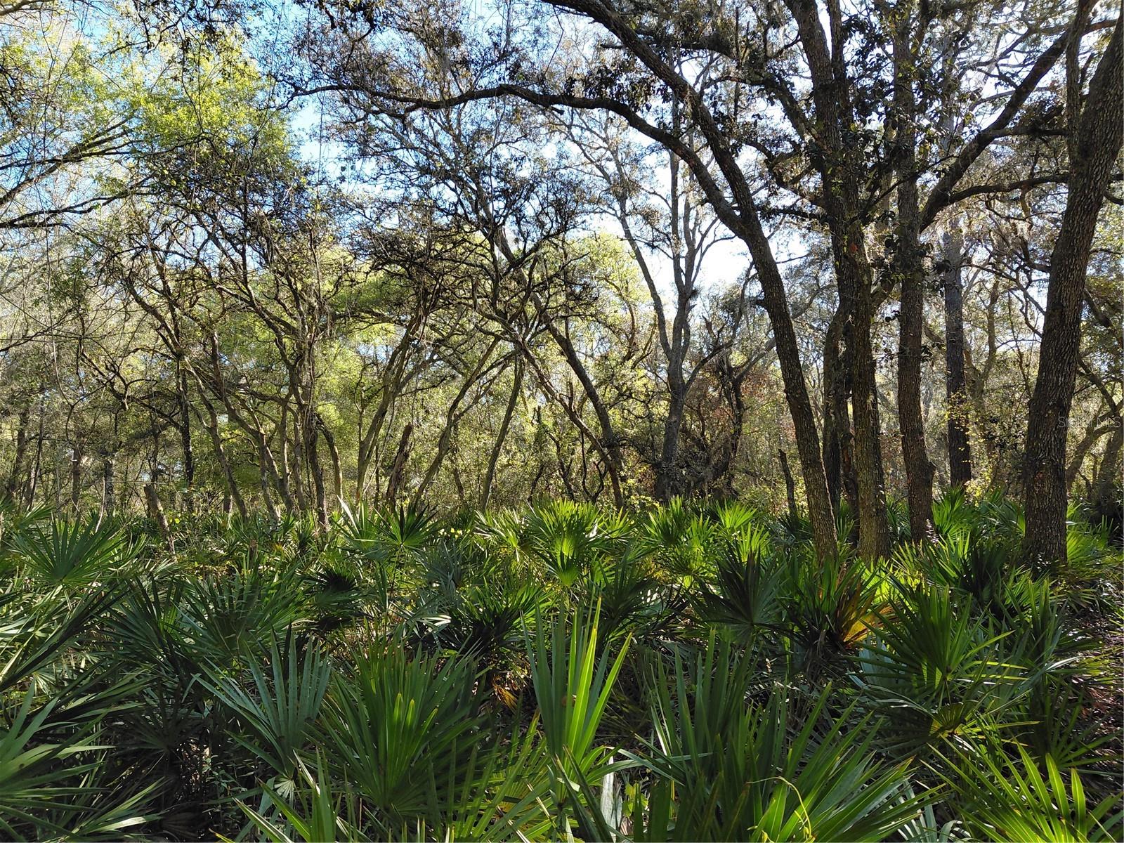 RIDGE MANOR ESTATE - Land