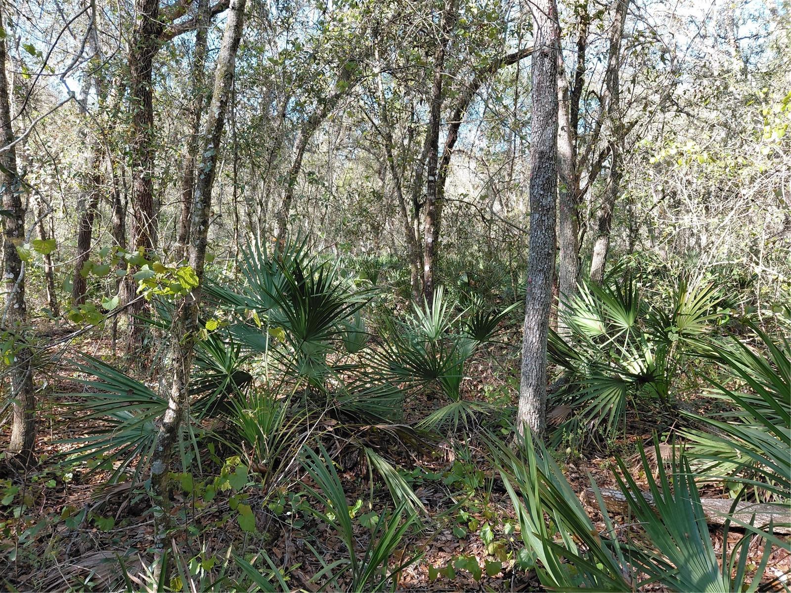 RIDGE MANOR ESTATE - Land