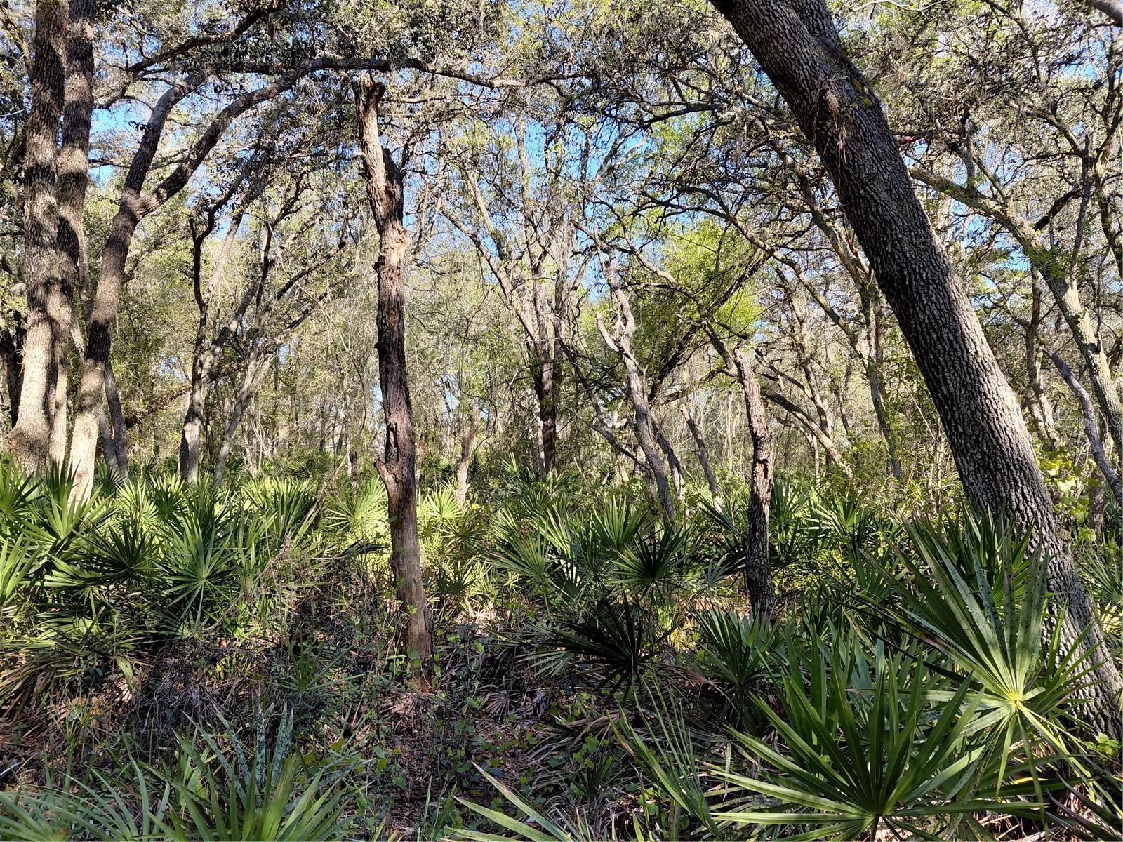 RIDGE MANOR ESTATE - Land