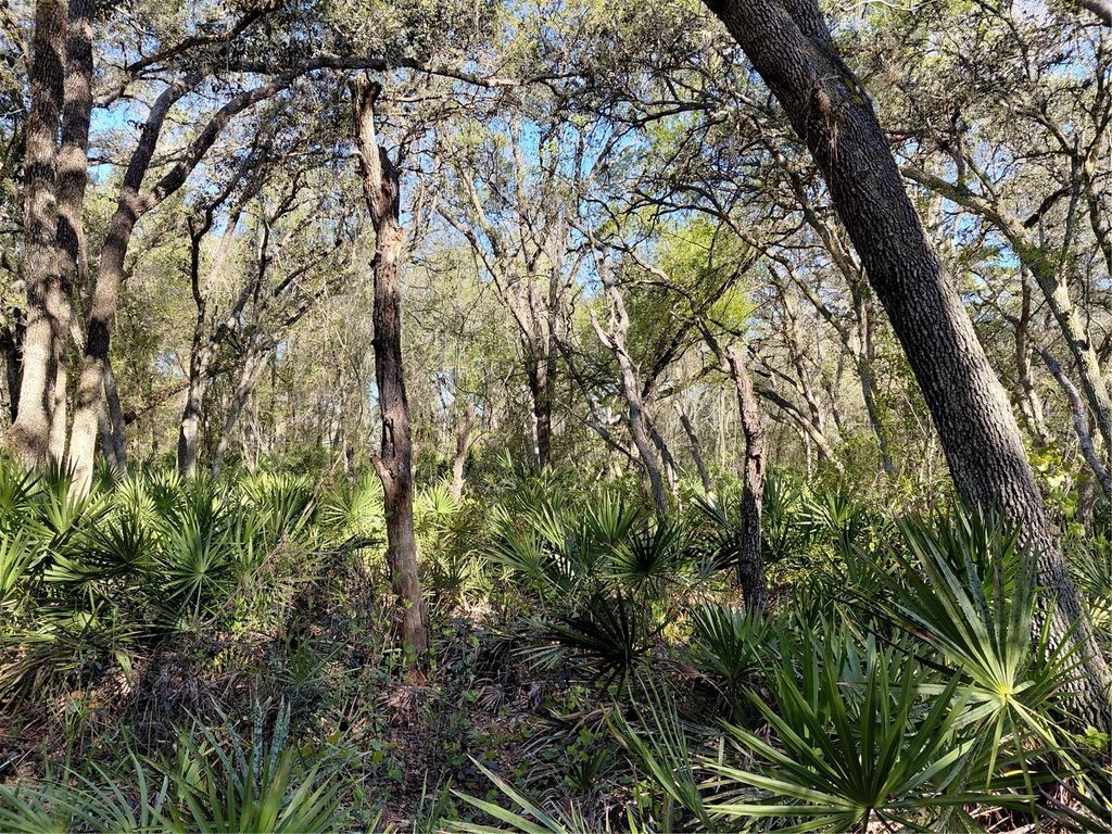 Photo of 36031 Butternut Drive, Webster, FL 33597 (MLS # G5109741)