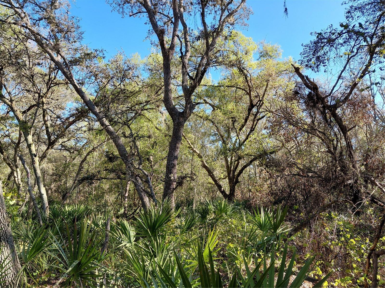 RIDGE MANOR ESTATE - Land