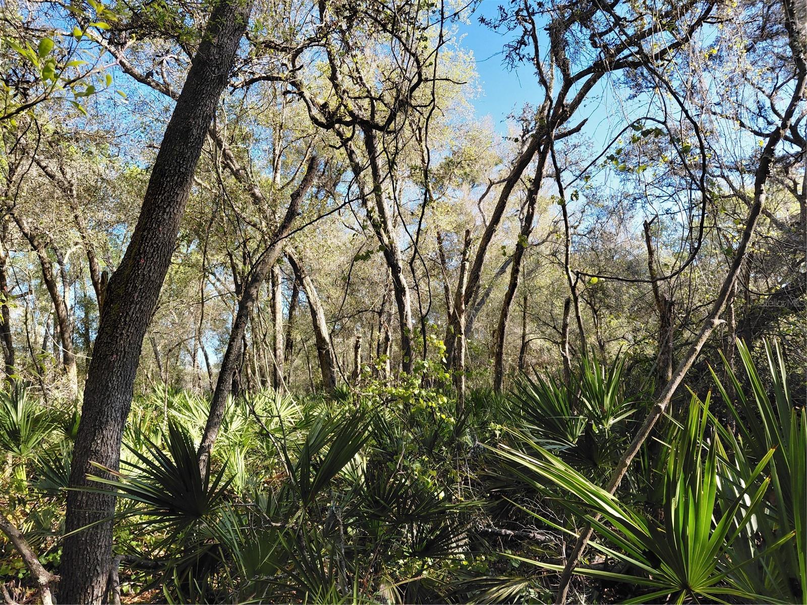 RIDGE MANOR ESTATE - Land