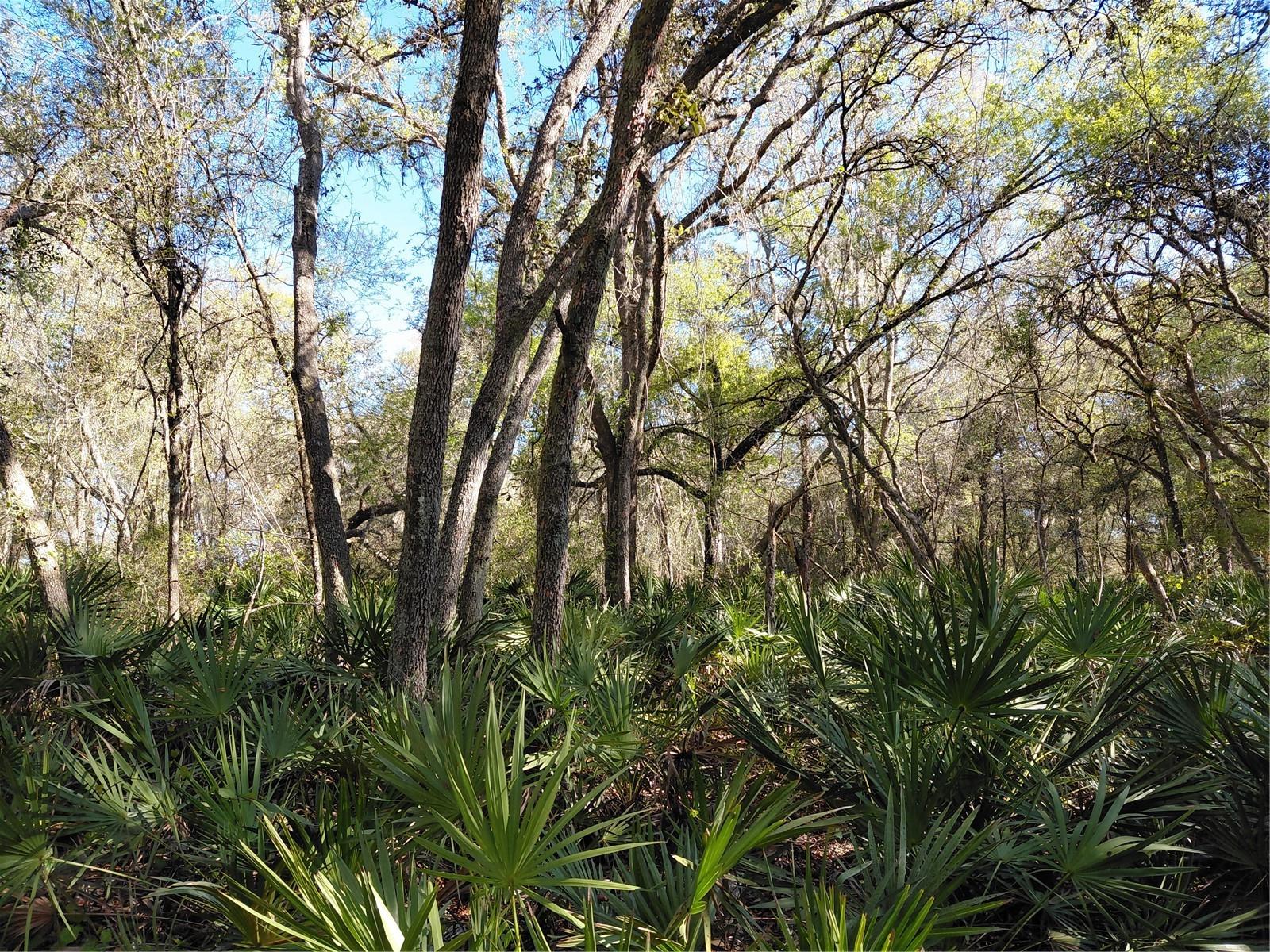 RIDGE MANOR ESTATE - Land