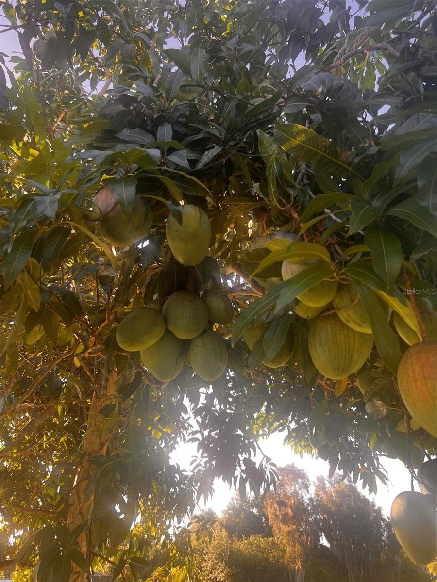 INDIAN LAKE ESTATES - Residential