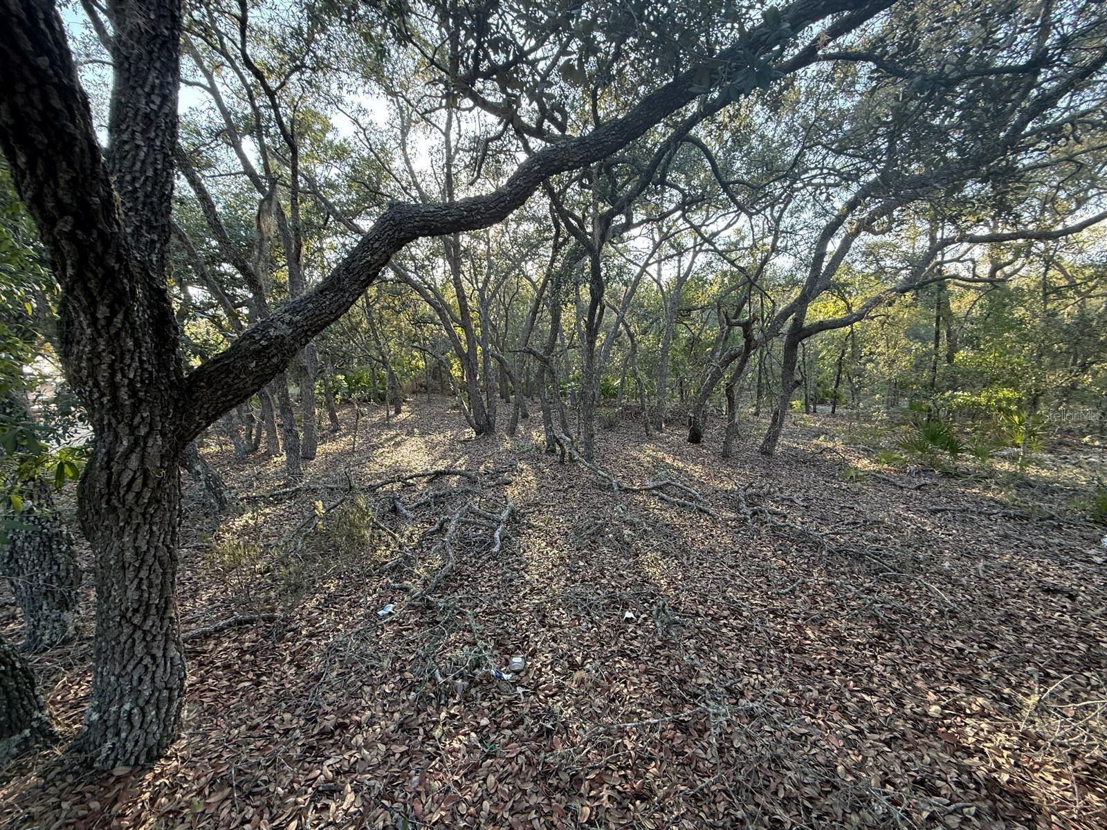 Discover a stunning 1.25-acre wooded oasis nestled in the heart of Bronson, Florida. As you traverse the enchanting NE 82nd Place, you'll be greeted by a serene and shaded lane that leads you to this remarkable piece of land on the left. Towering oak trees create a majestic canopy, offering a tranquil retreat from the hustle and bustle of everyday life—an ideal setting to make your dream of country living a reality. Levy County is the place to be, and Bronson is the county seat. Small town life, but within a 30 min drive to all the shopping and dining you can want in either Gainesville or Ocala. The same drive in the other direction will get you to Ceder Key on the Gulf or one of the amazing springs located throughout the county including Blue Springs in Bronson and Manatee Springs in Chiefland.