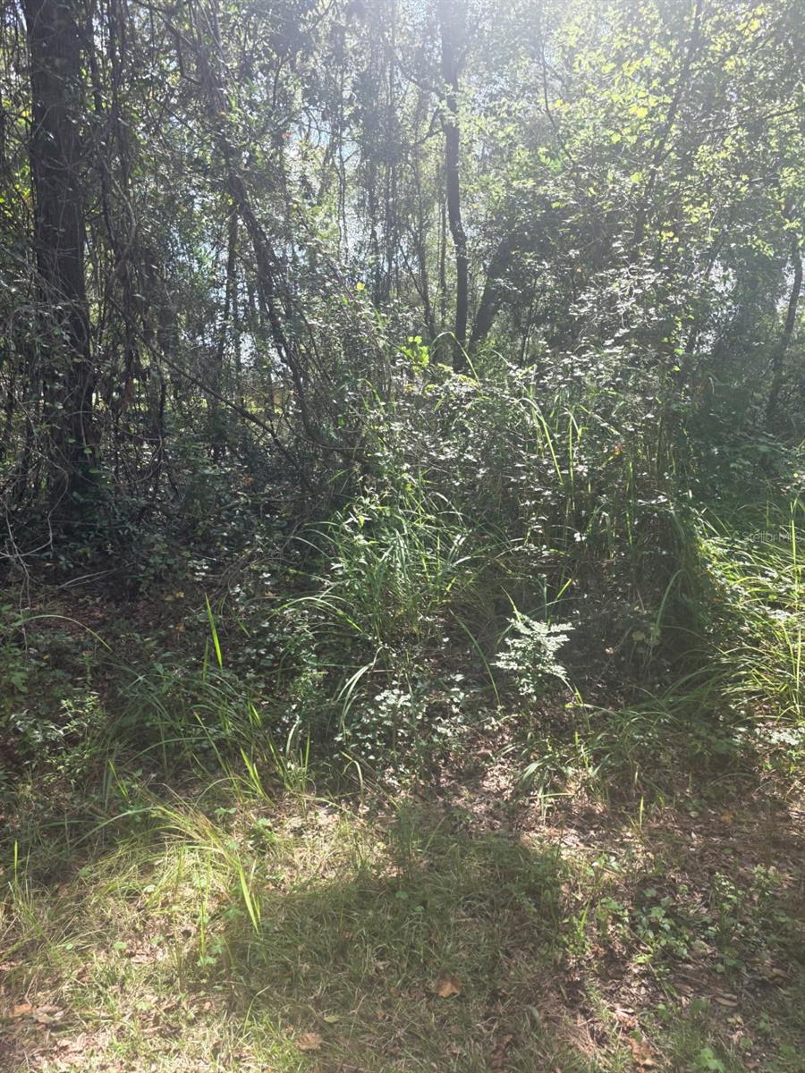 Photo of Tbd SE 136th Lane, Belleview, FL 34420 (MLS # OM734315)