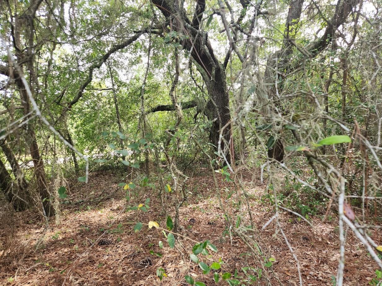 Rainbow Lakes Estates" High & Dry VERY NICE WOODED 1.03 Acre lot, that backs up to a farm. Three lakes for boating, fishing, and the Rainbow Springs State Park is just a short drive away where you can enjoy nature walks among the mature azaleas, bird watching, kayaking and swimming at the head of this pristine first magnitude spring, starting the Rainbow River. 12 miles from the historic and beautiful "Rainbow River" town of Dunnellon. Nearby amenities that will be attracting those looking to move out of overcrowded suburbia: 26 miles to the fabulous World Equestrian Center. 25 miles to beautiful Yankee town and the Gulf of Mexico. About 2 hours to Tampa or Orlando, the community boasts a boat ramp, community center, park & playground. NO HOA FEES. Only Site Built Homes are allowed. NO MOBILE HOMES
