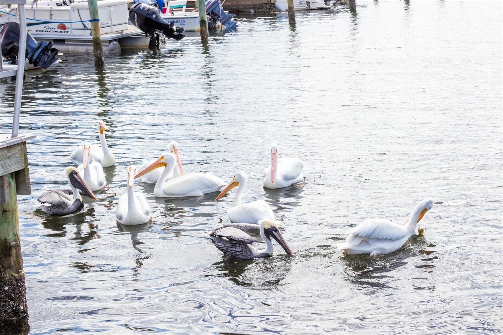 PARADISE BAY ESTATES CO-OP - Residential