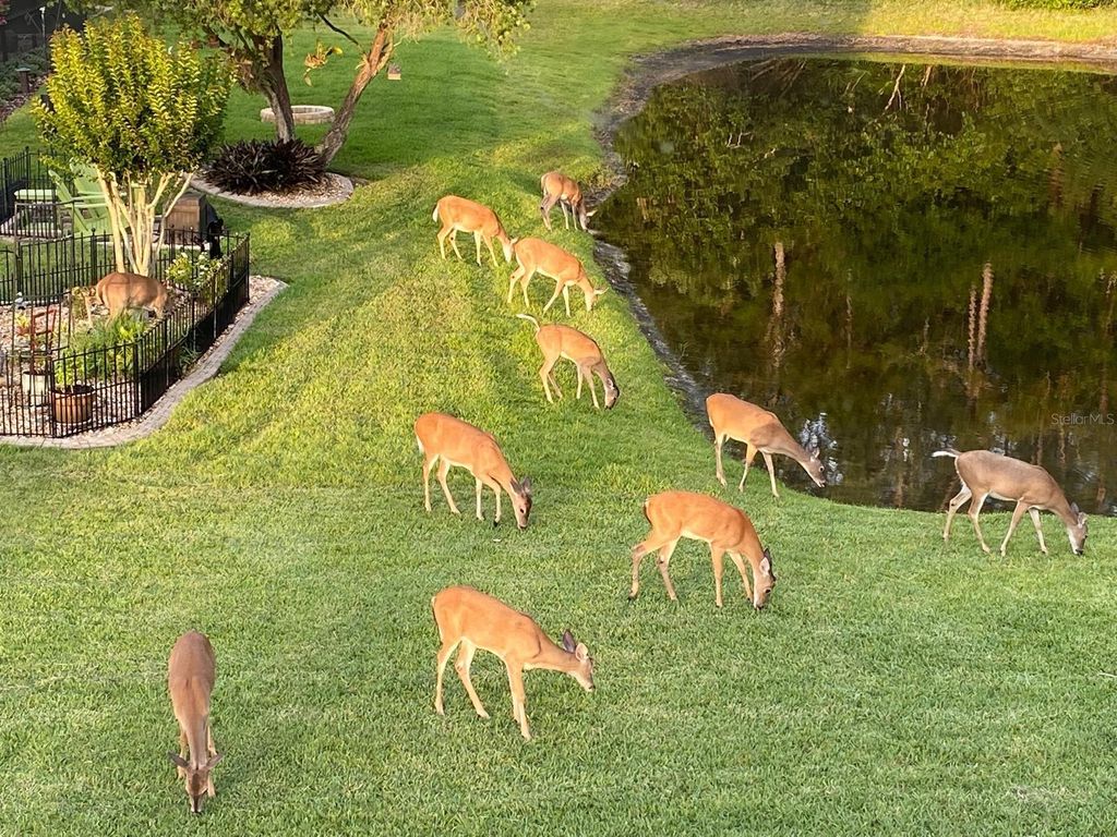 Photo of 13106 Royal George Avenue, Odessa, FL 33556 (MLS # TB8483715)