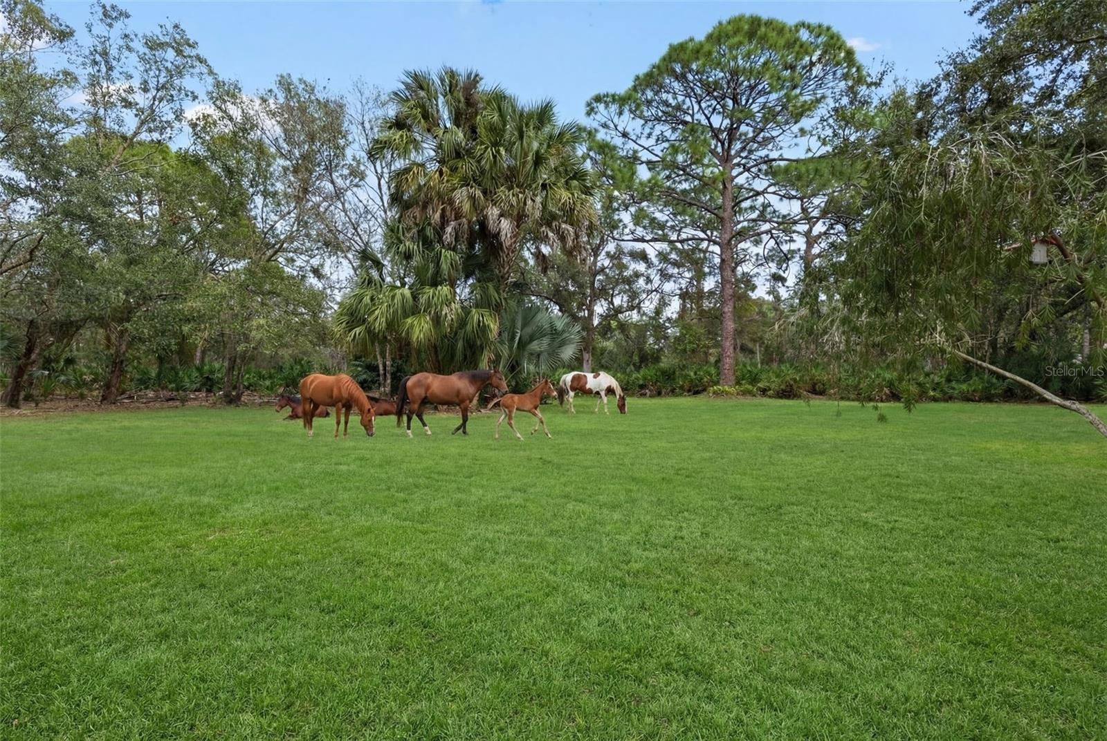 PINE VALLEY RANCHES - Residential