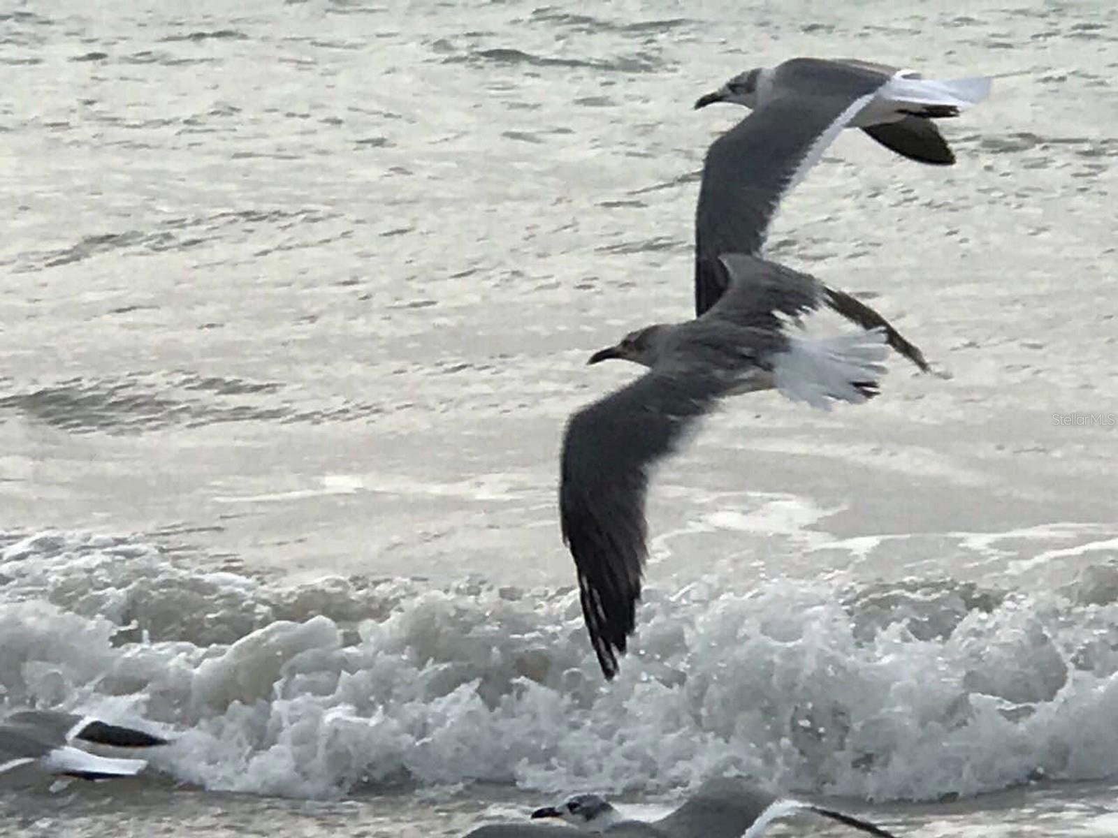 HARBOUR CLUB CONDO 2 - Residential