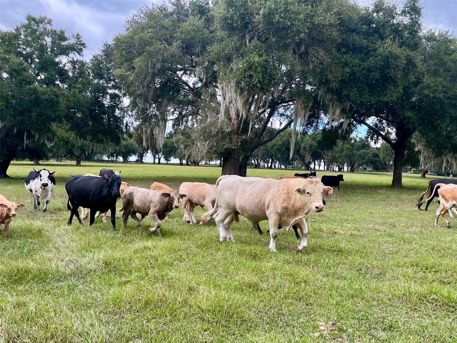 ACREAGE & UNREC - Residential