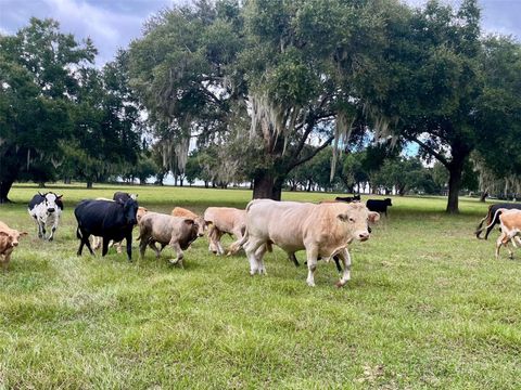 Tiny photo for 8810 County Road 561, Clermont, FL 34711 (MLS # G5103575)