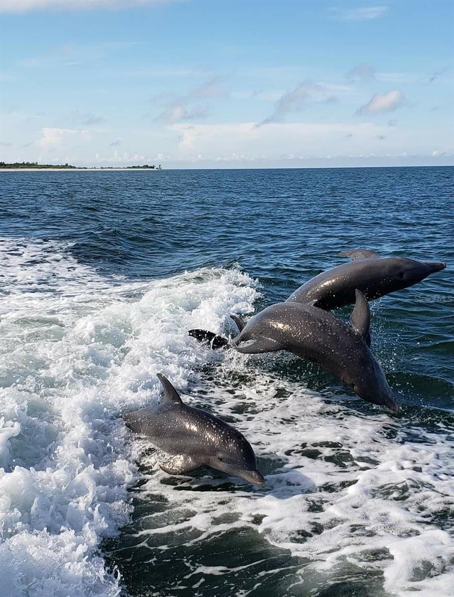 DUNEDIN CSWY CENTER - Residential Lease