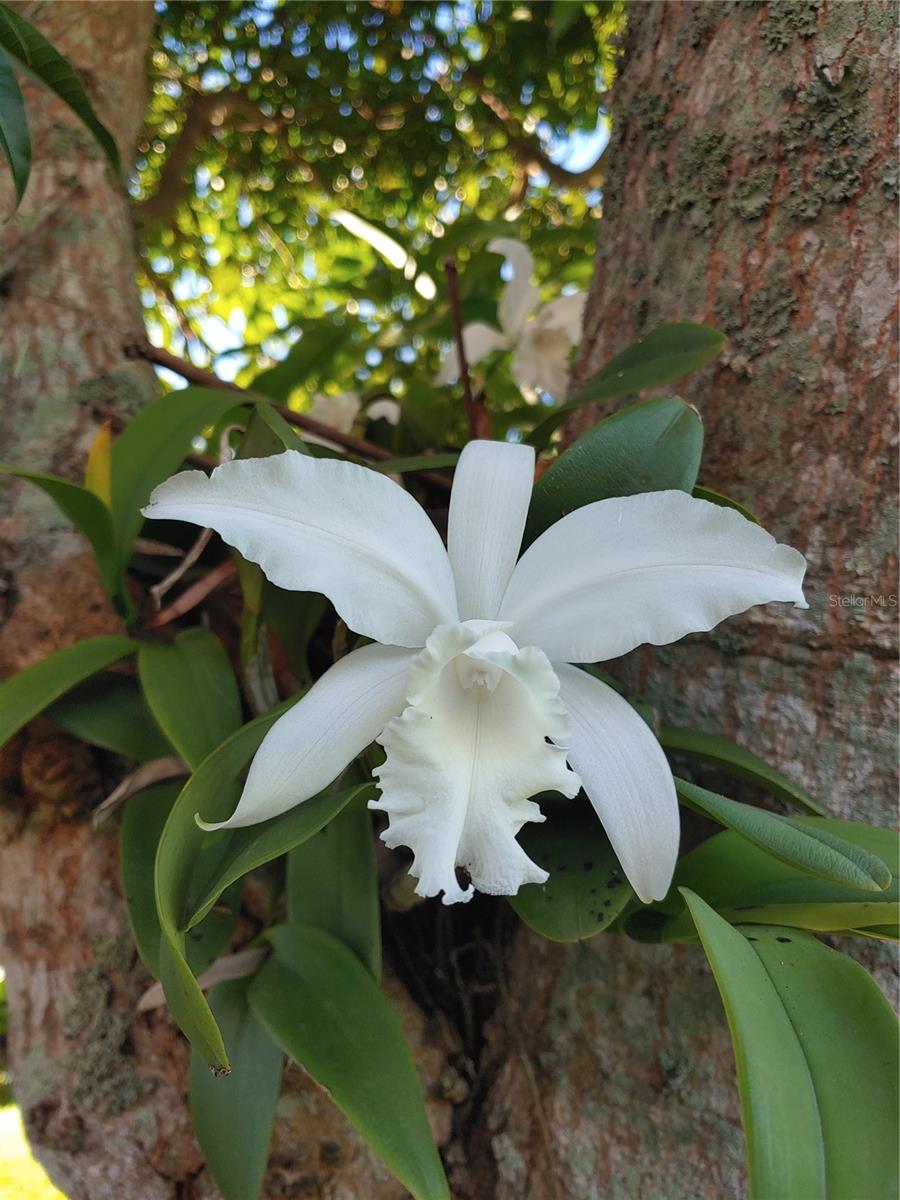 GREENFIELD PLANTATION PH I - Residential