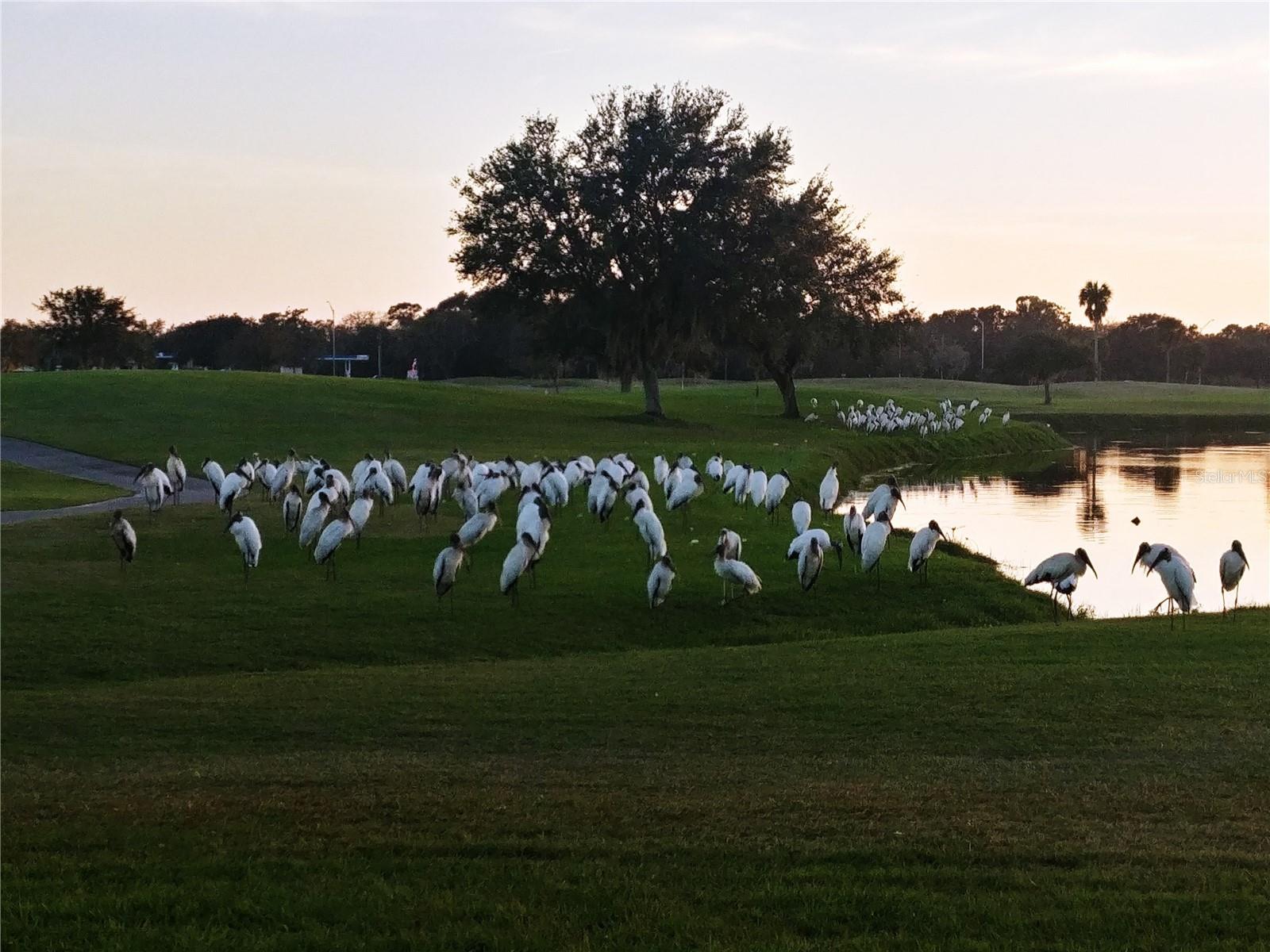 GREENFIELD PLANTATION PH I - Residential