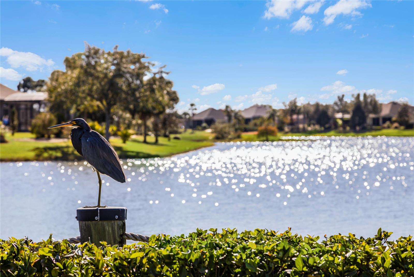 LAKES OF MOUNT DORA - Residential