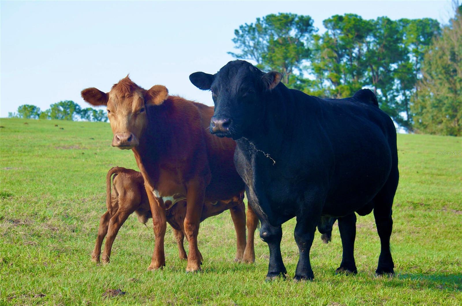 STELNICKI - CLASS 1 SUB - Residential