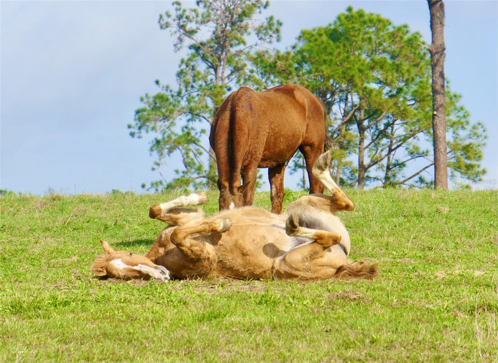 STELNICKI - CLASS 1 SUB - Residential