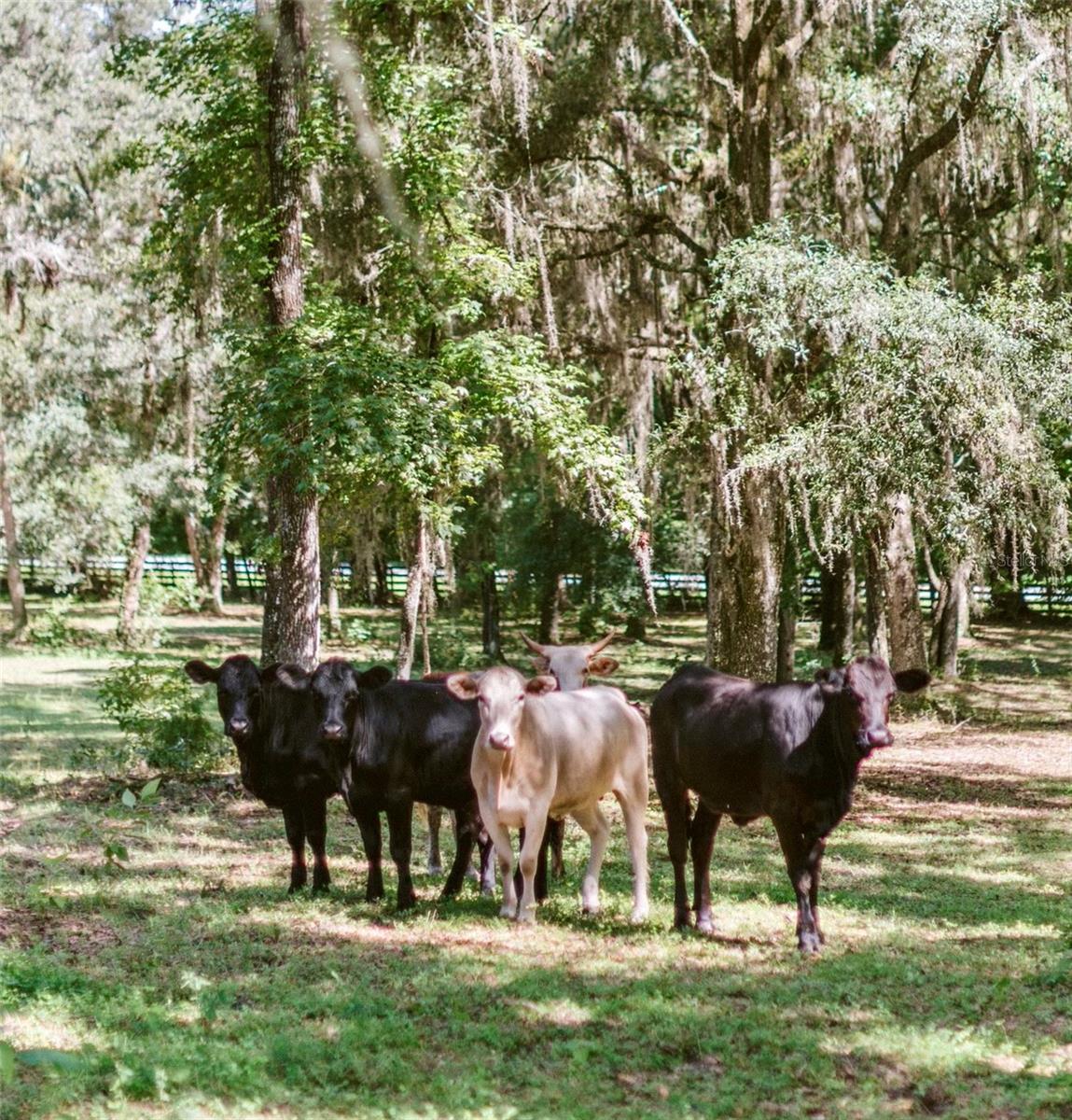 STELNICKI - CLASS 1 SUB - Residential