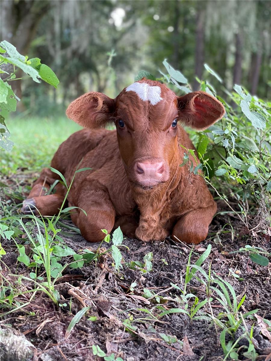 STELNICKI - CLASS 1 SUB - Residential