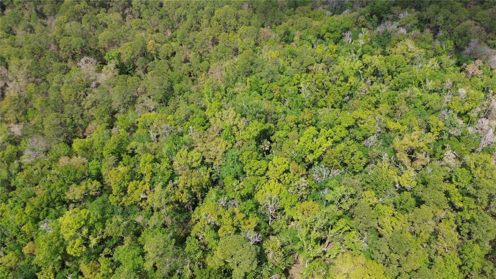 TAMPA DOWNS RANCHETTES UNREC - Land