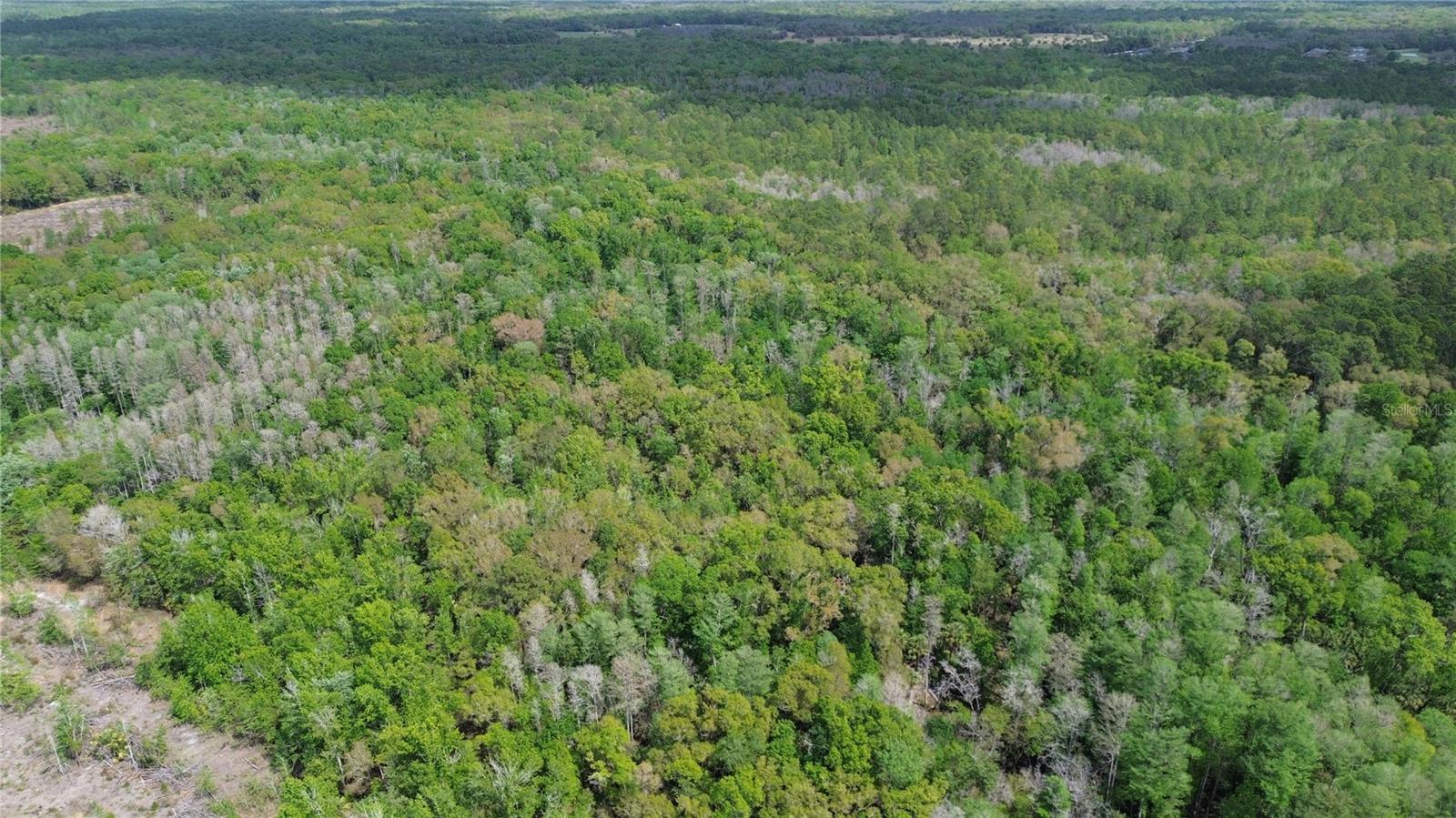 TAMPA DOWNS RANCHETTES UNREC - Land