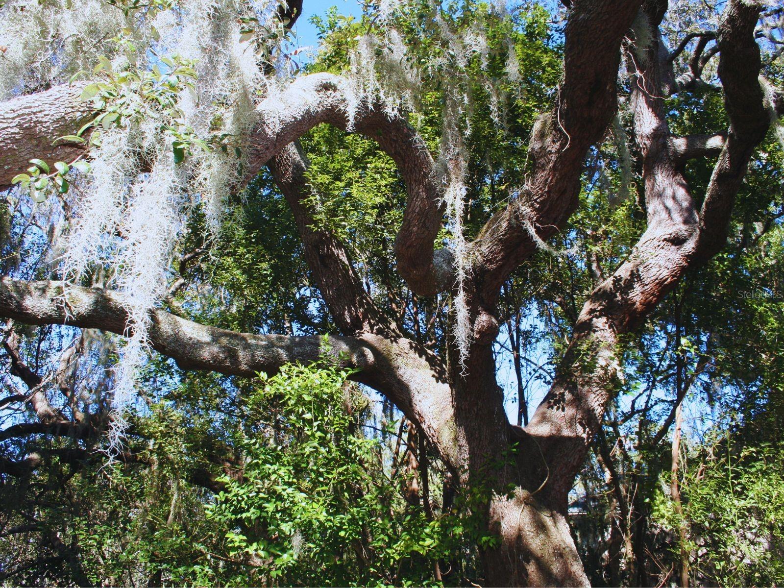 KAYWOOD REP - Residential