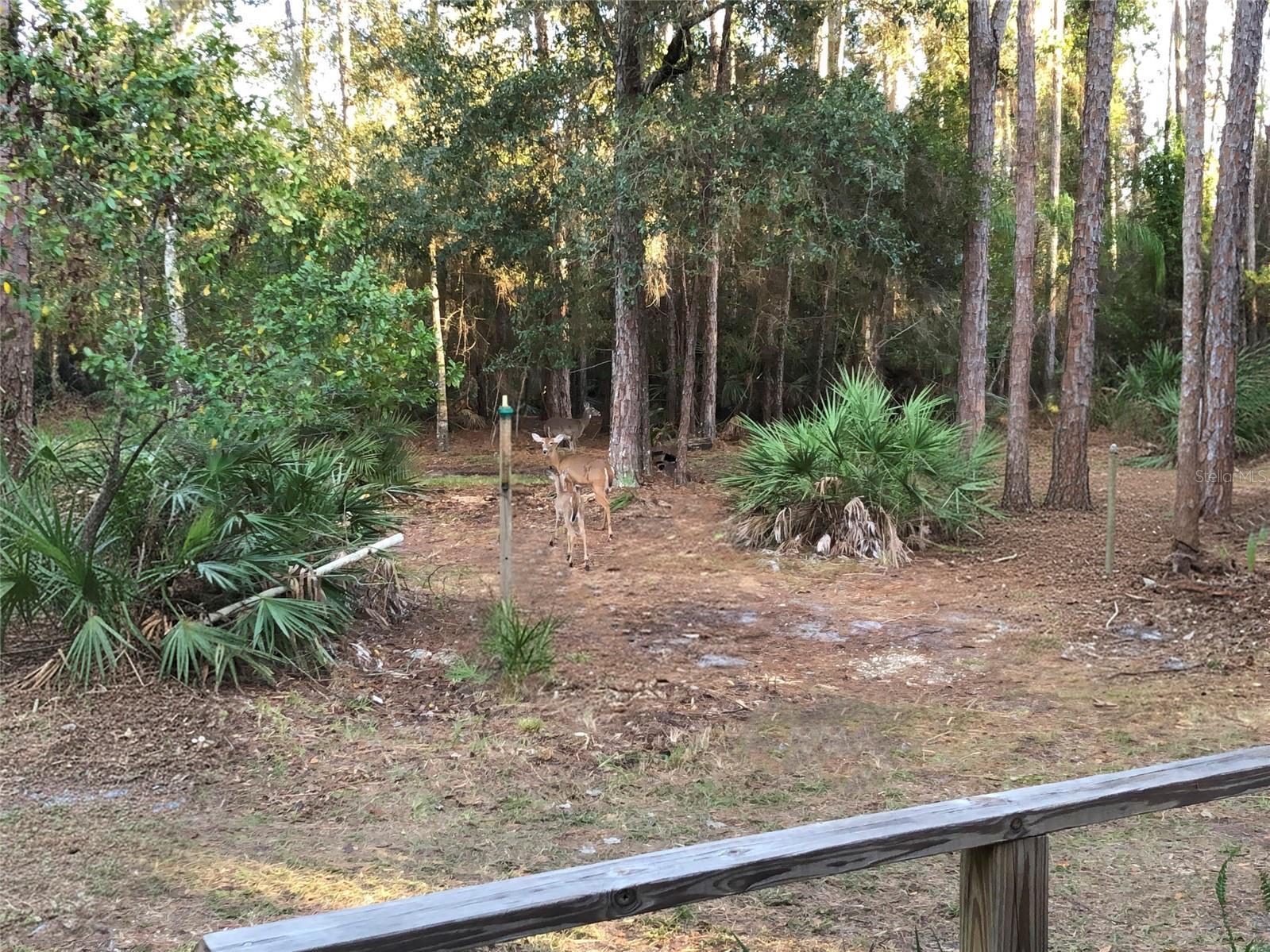 NARCOOSSEE NEW MAP OF - Residential