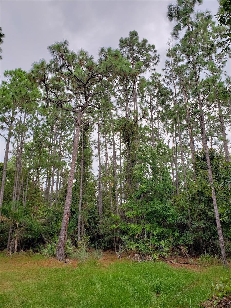 NARCOOSSEE NEW MAP OF - Residential