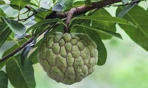 RIDGEWOOD ESTATES 20TH ADD - Residential