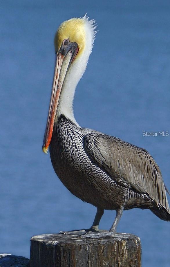TERRACE III AT TIDEWATER PRESERVE PH II - Residential