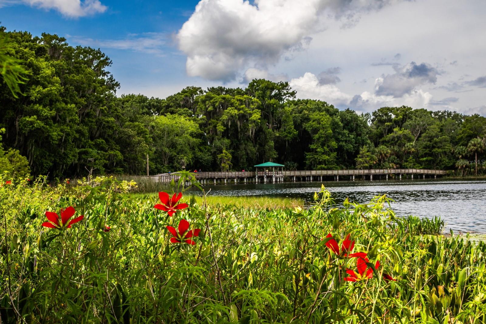 MOUNT DORA - Residential