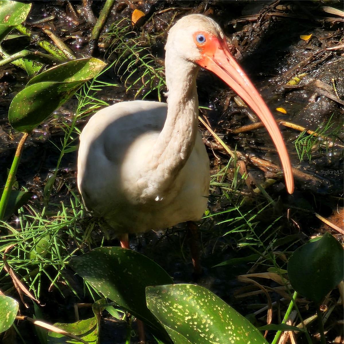 FRST LAKES COUNTRY CLUB ESTATES - Residential Lease