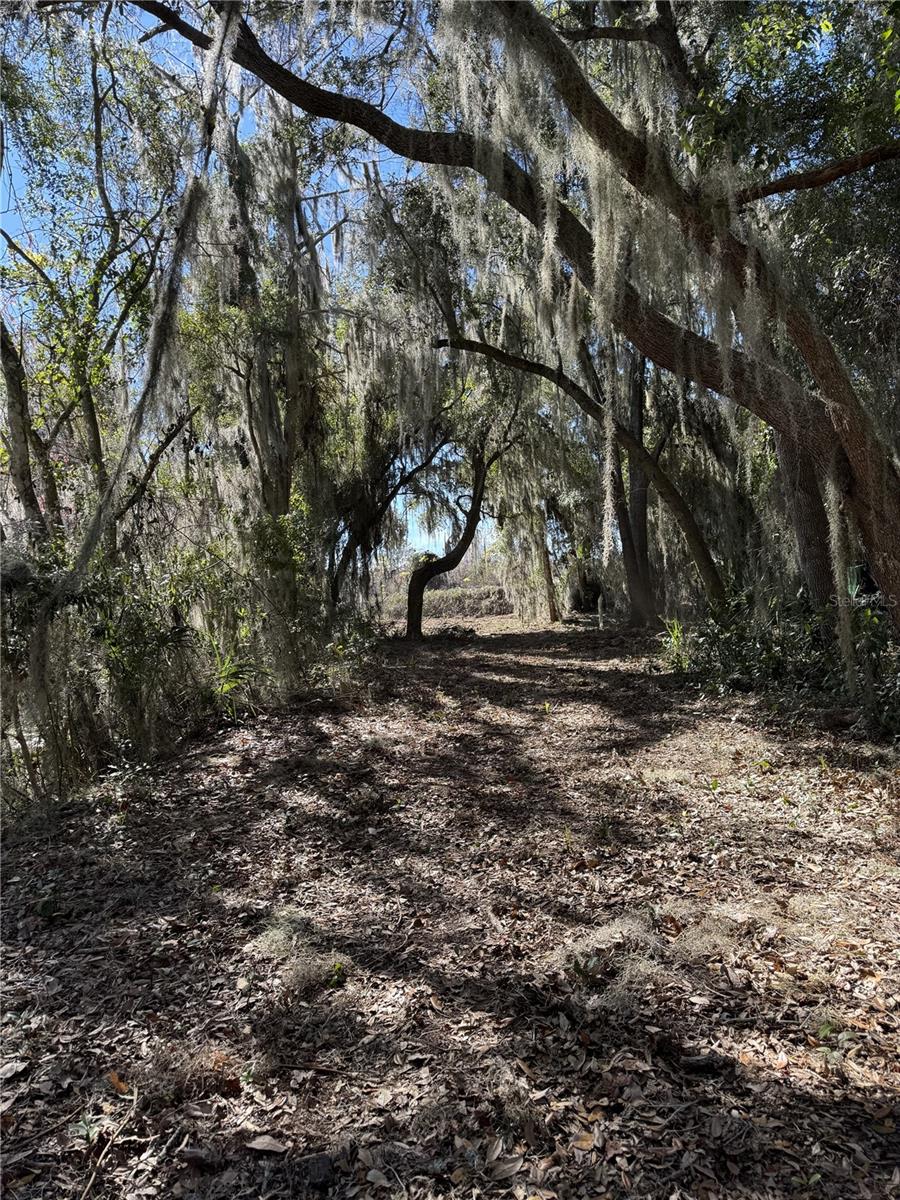 OCKLAWAHA DRIVE