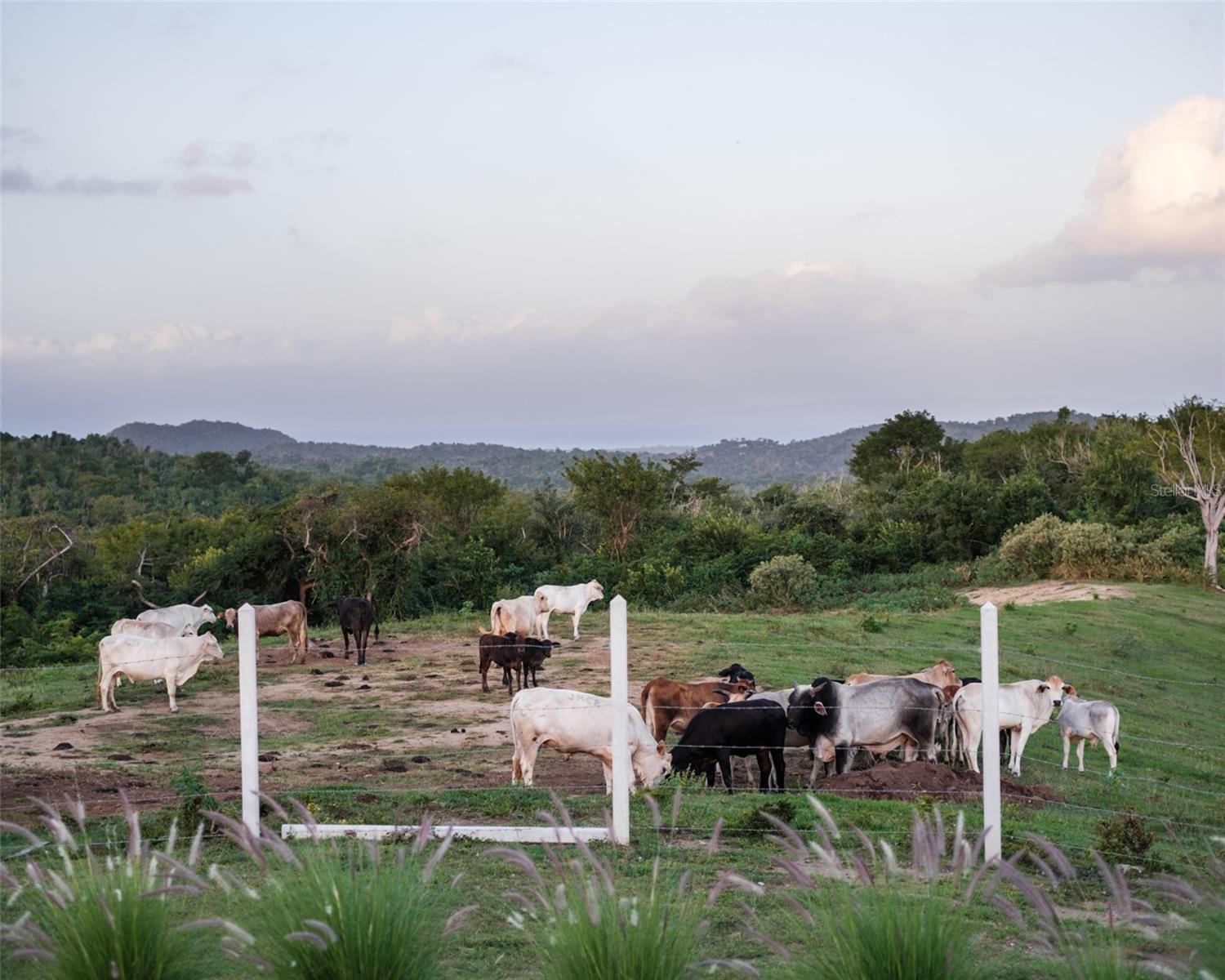 LA LLAVE SECTOR OF PUERTO REAL - Residential
