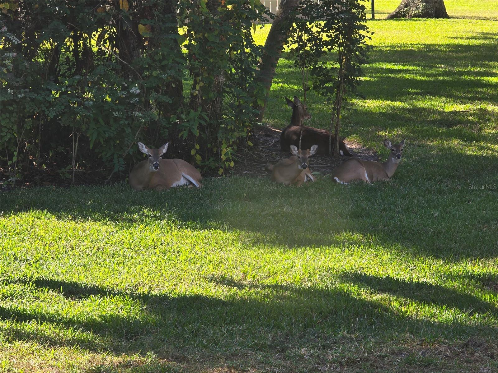 HAMMOCKS II - Residential Lease