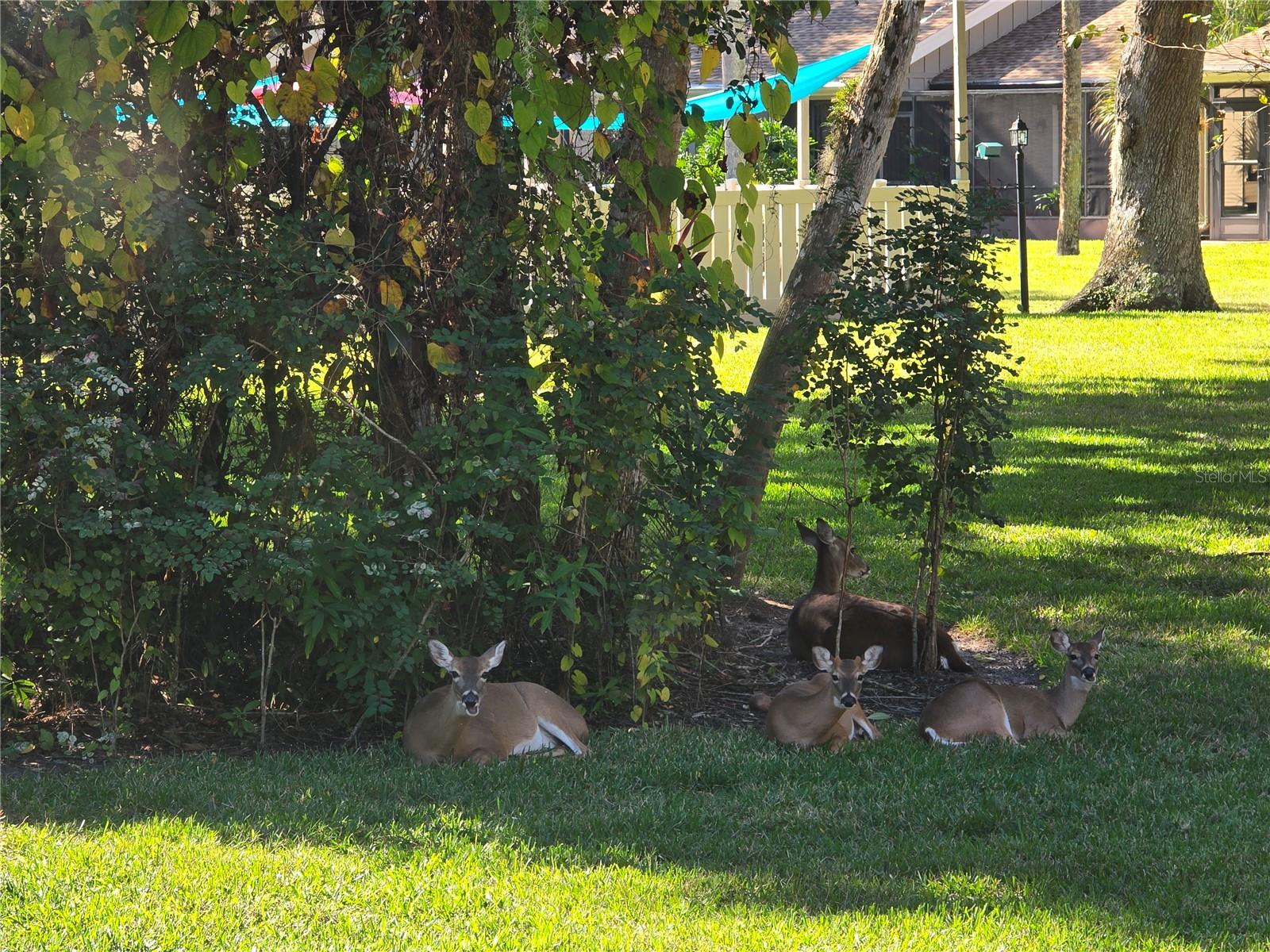 HAMMOCKS II - Residential Lease