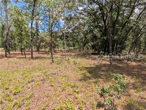 Lot 25 sits between 27th St and Sunset. Privacy, Quietness, Trees and flat land in a rural neighborhood. There are a few new home being built in this area. Road is paved and well maintained. Property is zoned Rural. Centrally located to Ocala and Williston. Perfect land to own and build when you are ready. From Sunset there are 3 1 acre lots and then a 2 acre lot. Lot 25 is 2nd lot after the 2 acres making it the 6th lot in. Please view Marion County property appraiser map