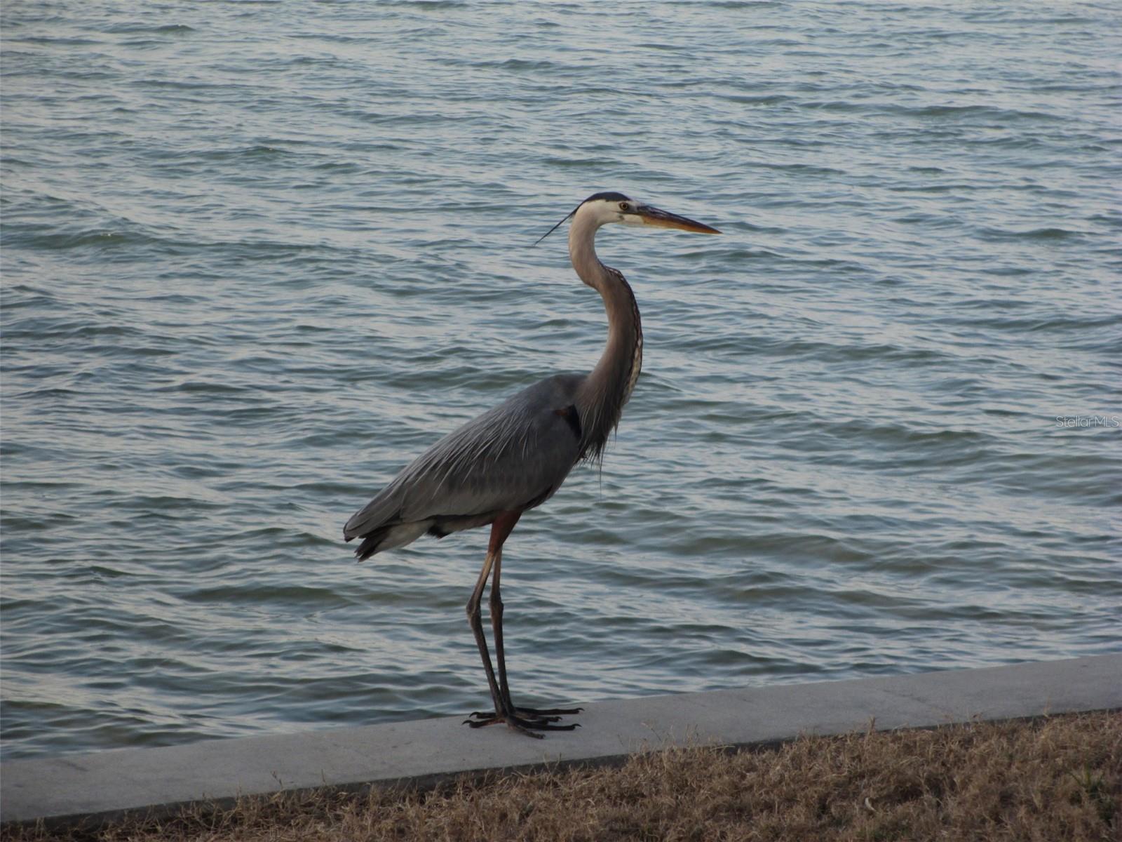 ROYAL STEWART ARMS - Residential