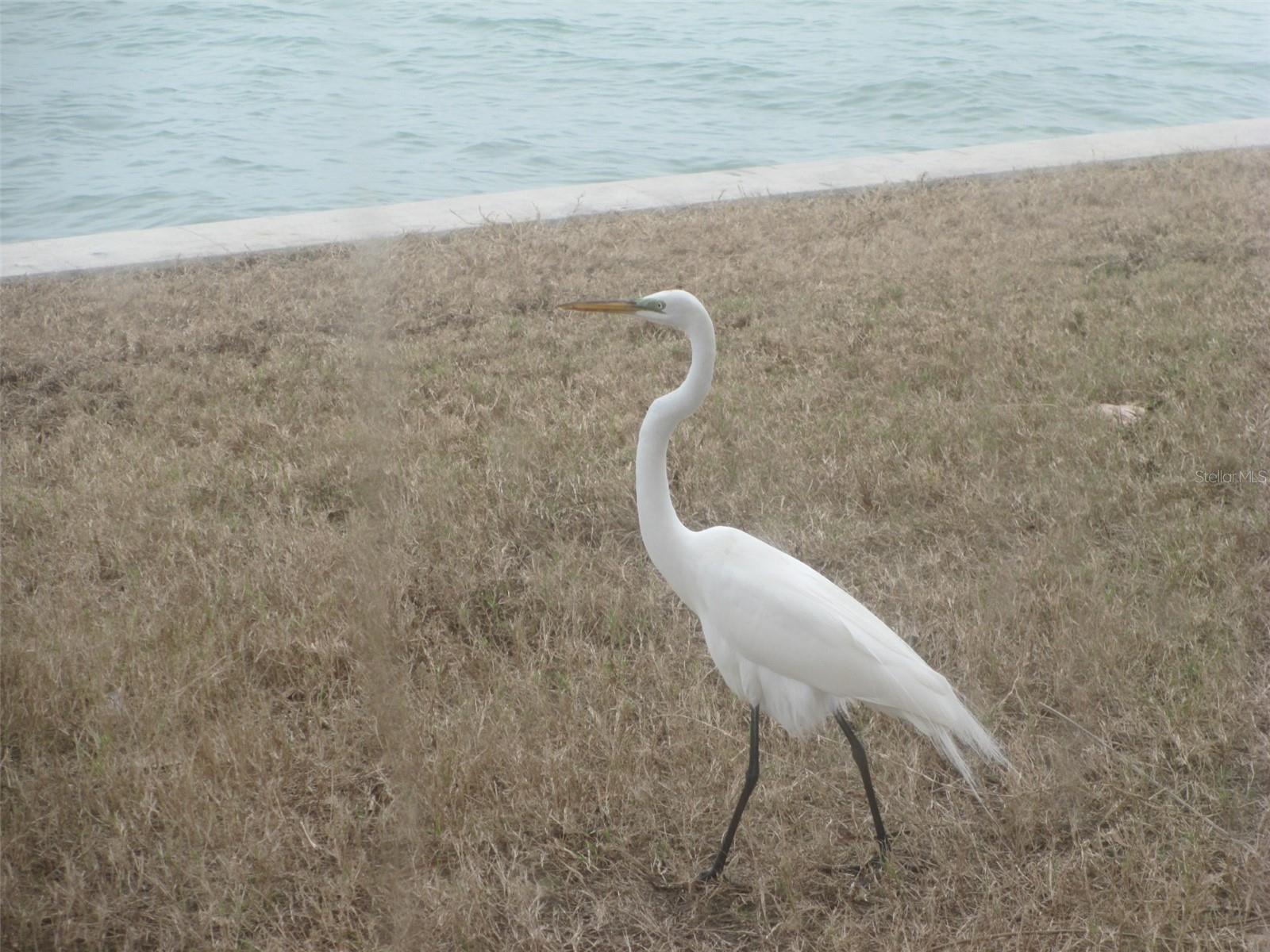 ROYAL STEWART ARMS - Residential