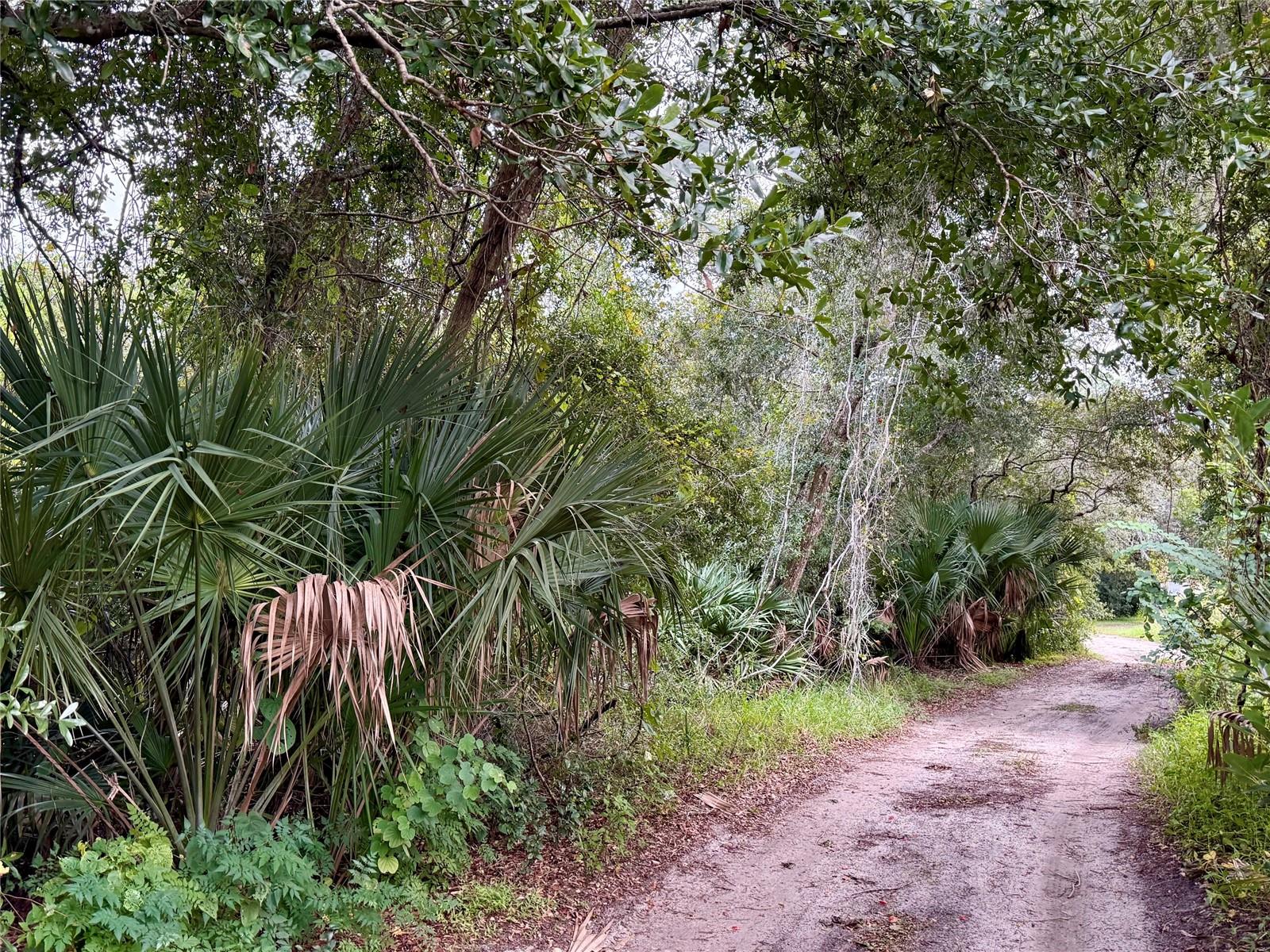 CYPRESS DRIVE