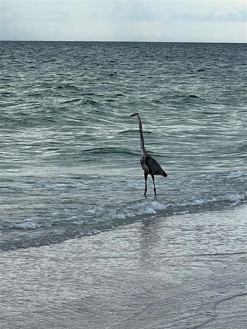 A home in CLEARWATER BEACH