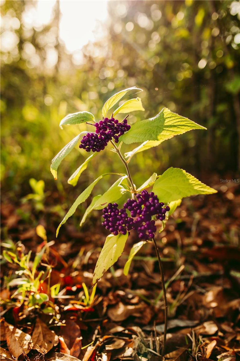 Photo of 5812 N Dormany Road, Plant City, FL 33565 (MLS # TB8462727)