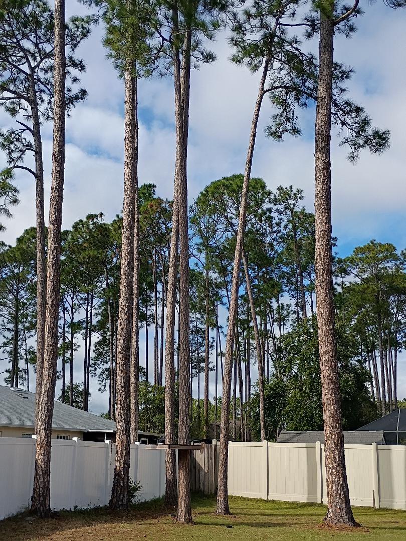 BELLE TERRE - Residential