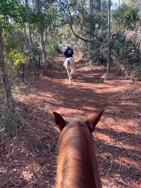 Tiny photo for 4658 W Hacienda Drive, Beverly Hills, FL 34465 (MLS # OM699715)