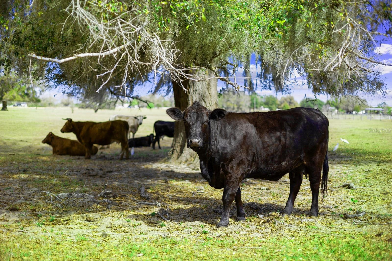 GROVELAND FARMS - Land